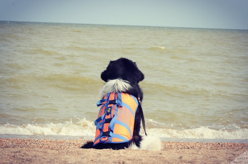 Фото: ньюфаундленд Энджелс Кипер Нибелунг (Angels Keeper Nibelung)