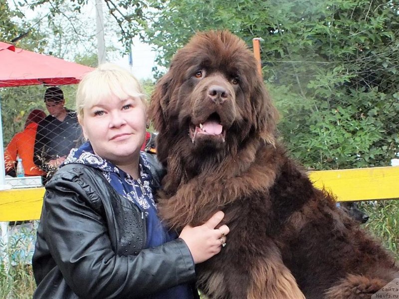 Фото: ньюфаундленд Хакку Шоколадный Медведь (Hakku Shokoladnyy Medved), Виктория Матюшкина