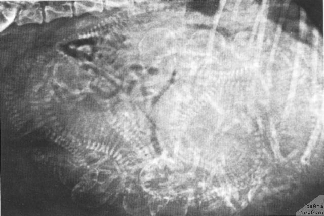 Фотография № 22951