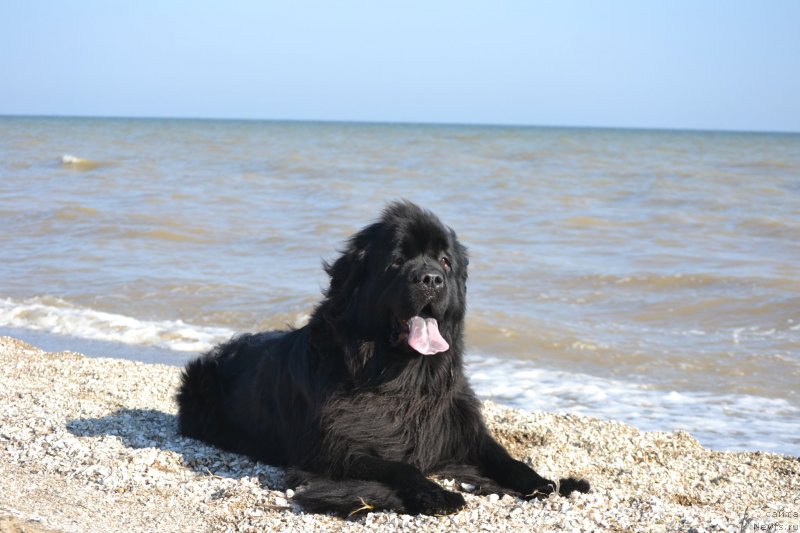 Фотография № 229510