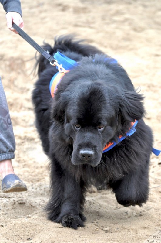 Фото: ньюфаундленд Старбимовлав Демофонт