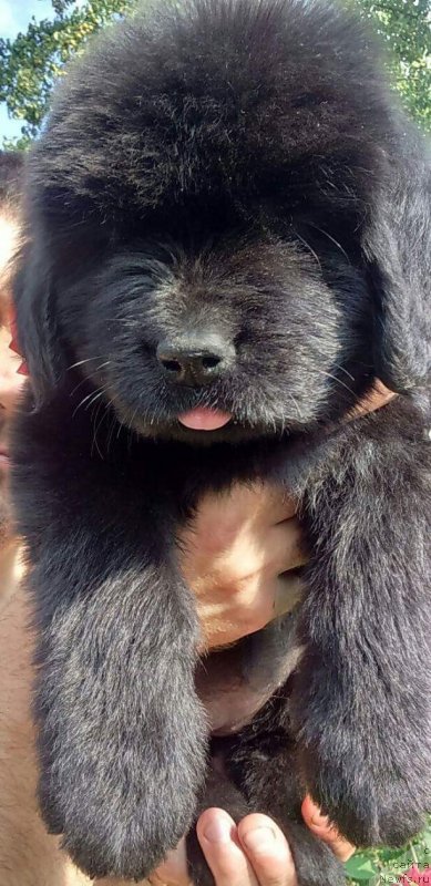 Фото: ньюфаундленд Либерте Кашарель (Liberte Cacharel)