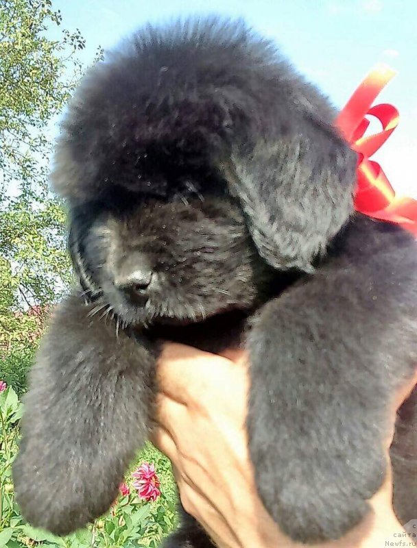 Фото: ньюфаундленд Либерте Кашарель (Liberte Cacharel)