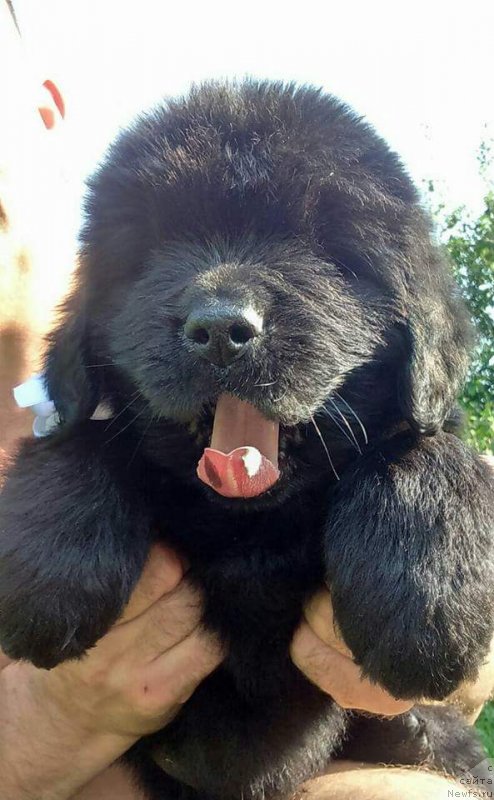 Фото: ньюфаундленд Люси Мод Монтгомери (Lucy Maud Montogomery)