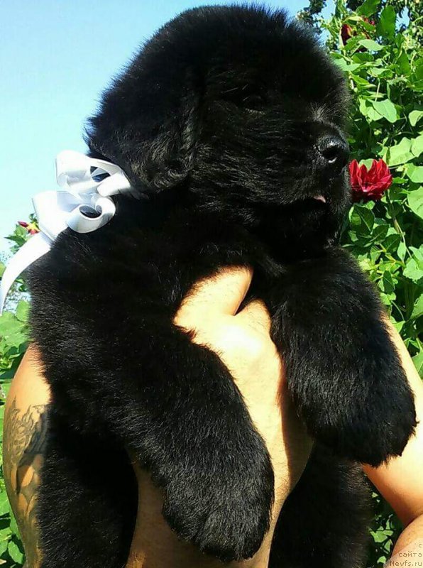 Фото: ньюфаундленд Люси Мод Монтгомери (Lucy Maud Montogomery)