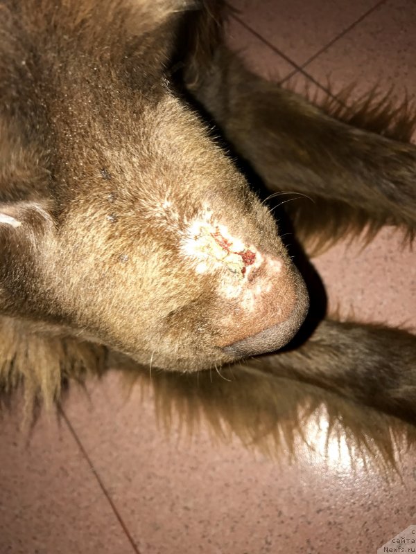 Фото: ньюфаундленд Браунблад МСК Хэппи Тедди (Brownblood MSK Happy Teddy)