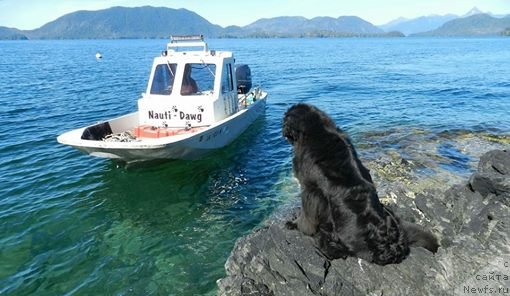 Фото: ньюфаундленд Черная Мафия Ангел Амонг Ус (Chernaya Mafia Аngel Among Us)