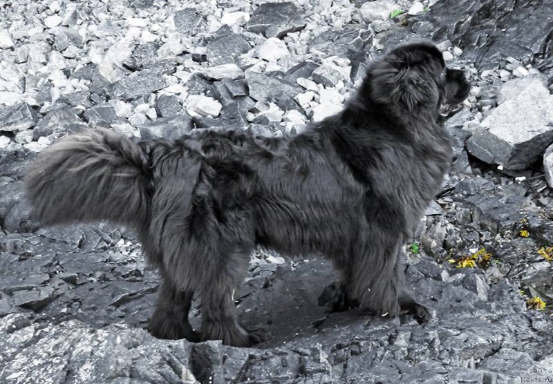 Фото: ньюфаундленд Черная Мафия Ангел Амонг Ус (Chernaya Mafia Аngel Among Us)