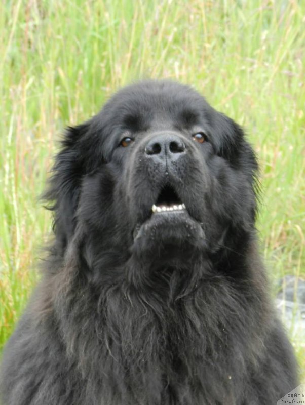 Фото: ньюфаундленд Черная Мафия Ангел Амонг Ус (Chernaya Mafia Аngel Among Us)