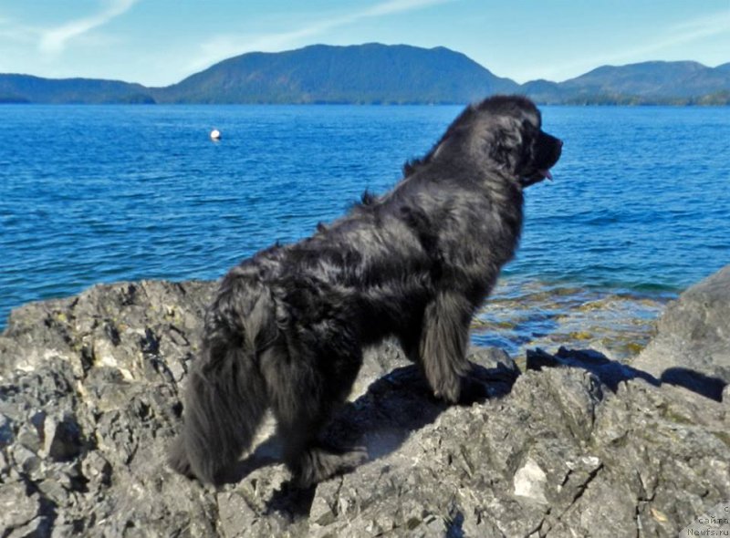 Фото: ньюфаундленд Черная Мафия Ангел Амонг Ус (Chernaya Mafia Аngel Among Us)