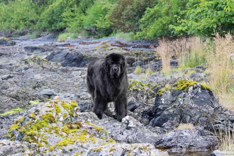 Фото: ньюфаундленд Черная Мафия Ангел Амонг Ус (Chernaya Mafia Аngel Among Us)