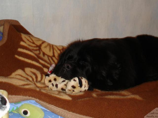 Фото: ньюфаундленд Чанси из Золотого Треугольника