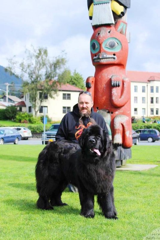 Фото: ньюфаундленд Черная Мафия Ангел Амонг Ус (Chernaya Mafia Аngel Among Us)