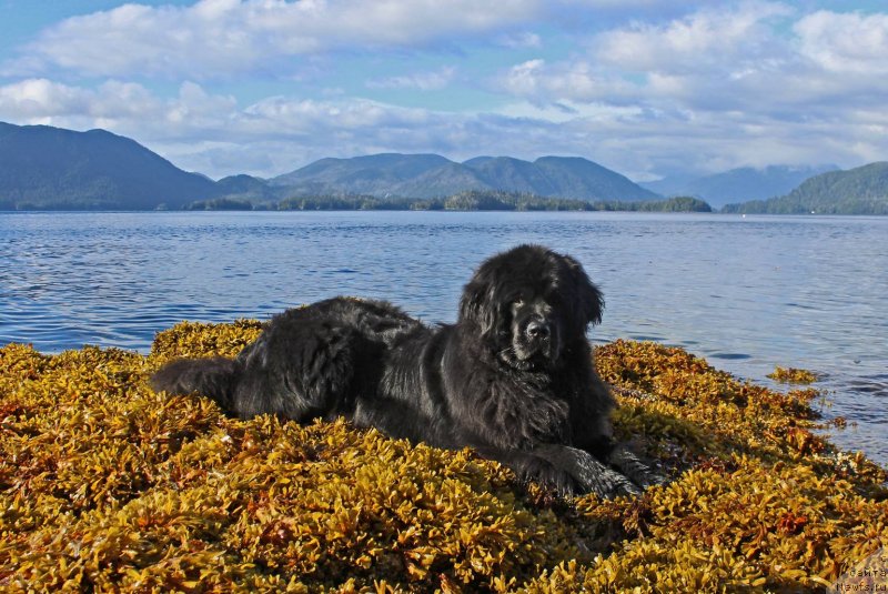 Фото: ньюфаундленд Черная Мафия Ангел Амонг Ус (Chernaya Mafia Аngel Among Us)