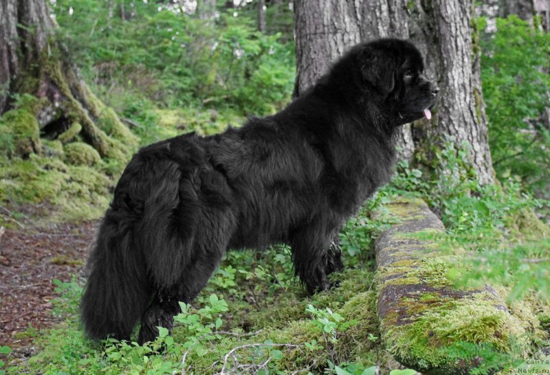 Фото: ньюфаундленд Черная Мафия Ангел Амонг Ус (Chernaya Mafia Аngel Among Us)