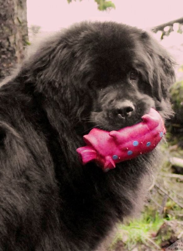 Фото: ньюфаундленд Черная Мафия Ангел Амонг Ус (Chernaya Mafia Аngel Among Us)