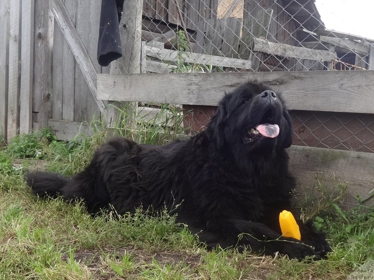 Фото: ньюфаундленд Ньюфорт Уитни Традиция Легенды