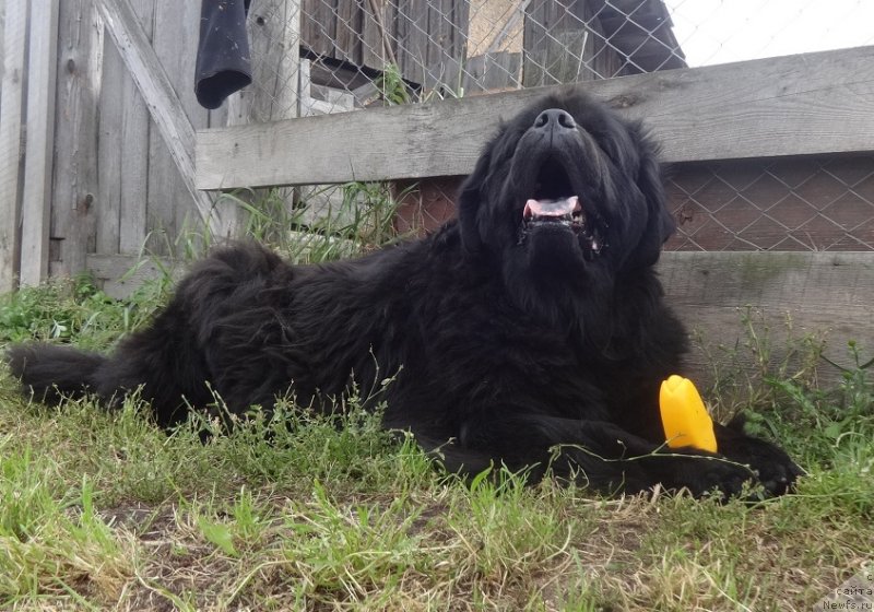 Фото: ньюфаундленд Ньюфорт Уитни Традиция Легенды