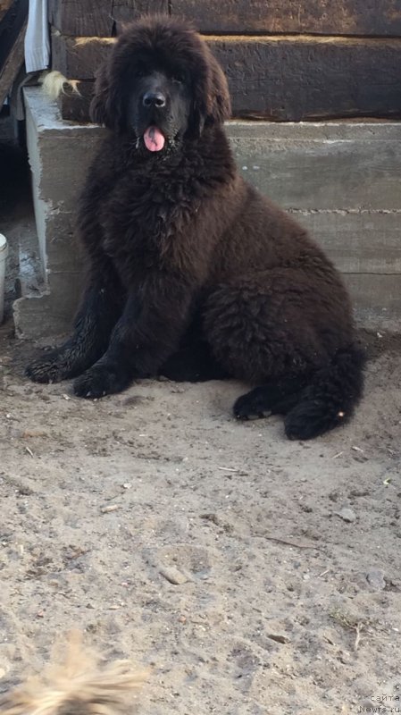Фото: ньюфаундленд Ньюфорт Ландау