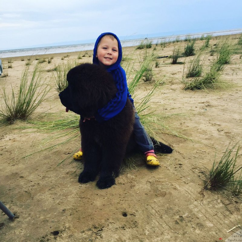 Фото: ньюфаундленд Ньюфорт Ландау