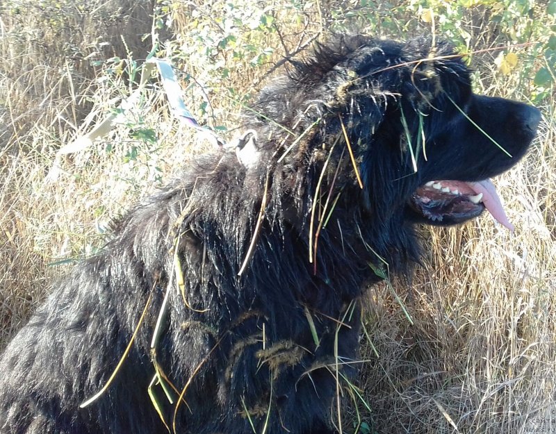 Фото: [d16587]Златушка