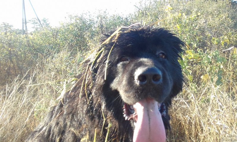 Фото: ньюфаундленд Акватория Келвин Злата