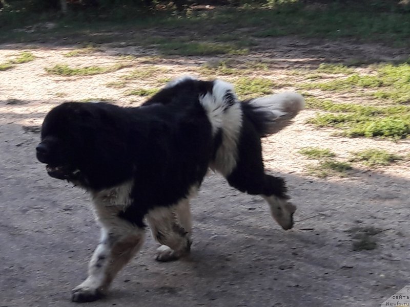 Фотография № 229558