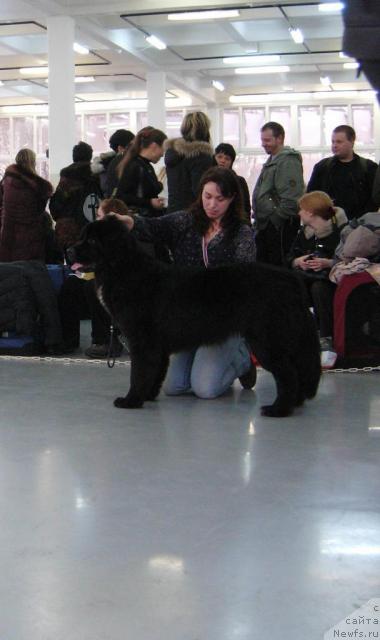 Фото: ньюфаундленд Питерньюф Жизнь Хороша (Piternyuf Zhizn' Horosha)