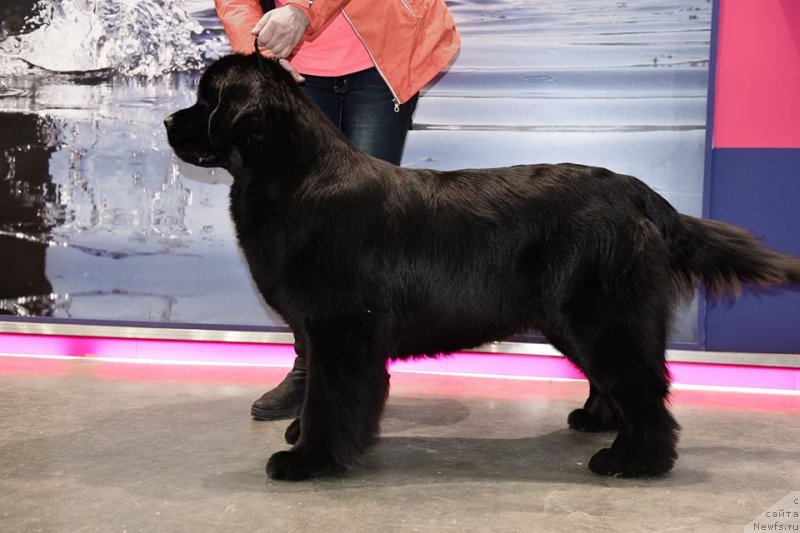 Фото: ньюфаундленд Медовая Милетти Внучка Леди (Medovaya Milleti Vnushka Lady)