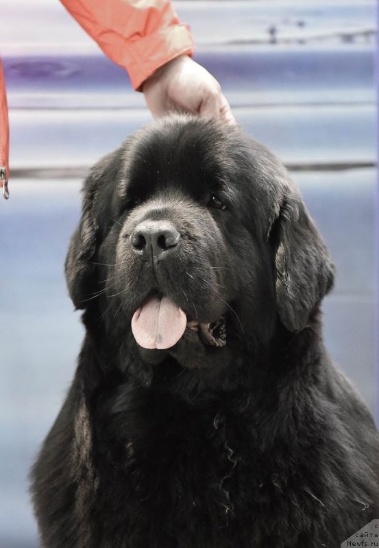 Фото: ньюфаундленд Медовая Милетти Внучка Леди (Medovaya Milleti Vnushka Lady)