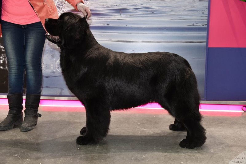 Фото: ньюфаундленд Медовая Милетти Внучка Леди (Medovaya Milleti Vnushka Lady)