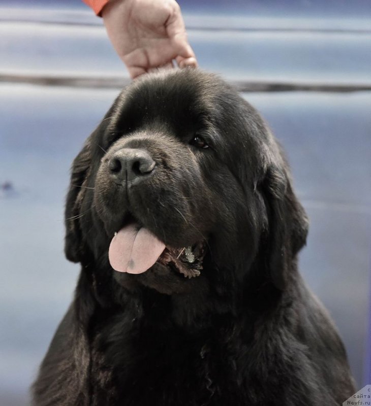 Фото: ньюфаундленд Медовая Милетти Внучка Леди (Medovaya Milleti Vnushka Lady)