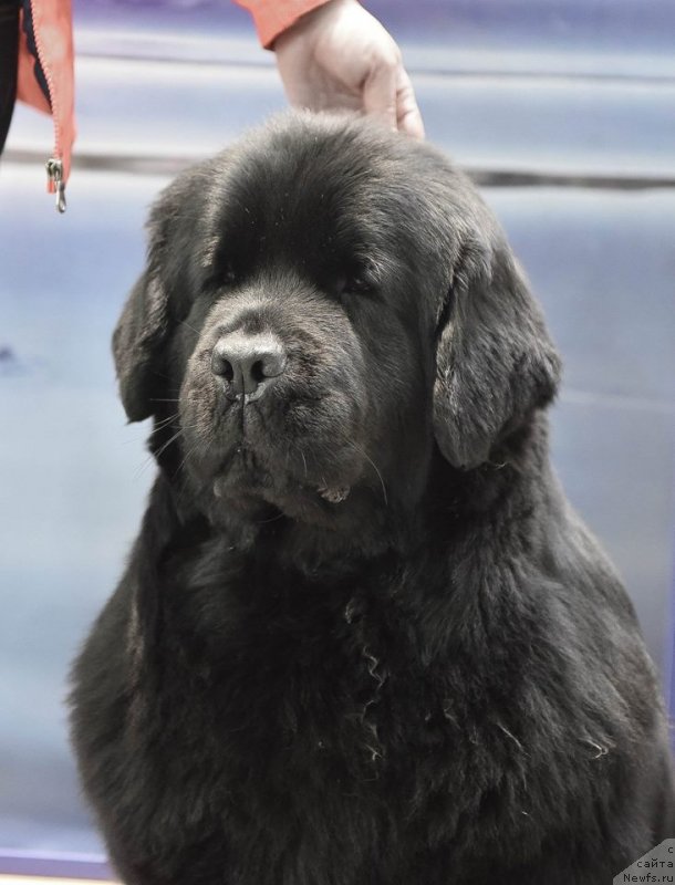 Фото: ньюфаундленд Медовая Милетти Внучка Леди (Medovaya Milleti Vnushka Lady)