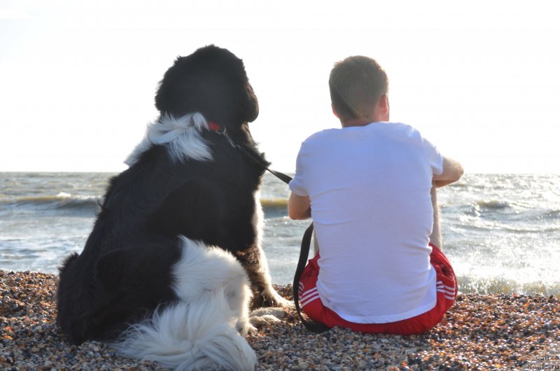 Фото: ньюфаундленд Энджелс Кипер Нибелунг (Angels Keeper Nibelung), Дмитрий Мартынов
