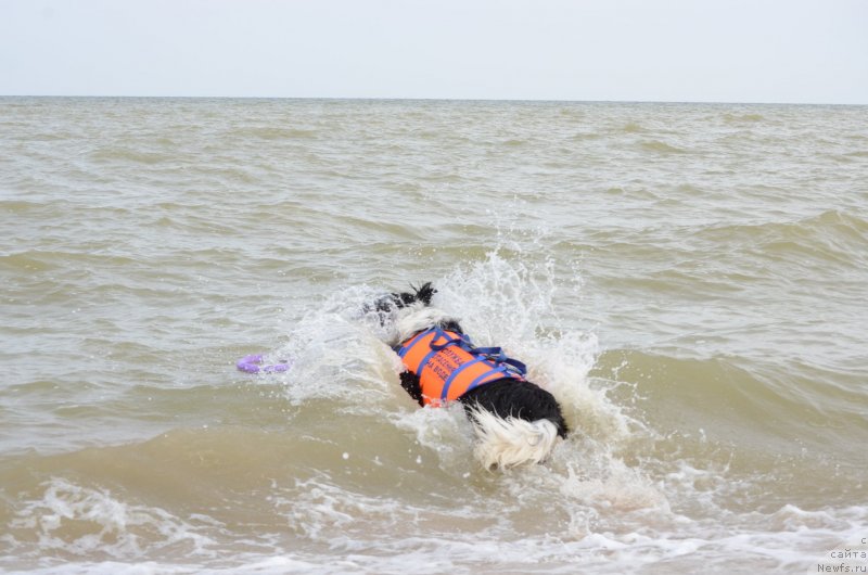 Фото: ньюфаундленд Энджелс Кипер Нибелунг (Angels Keeper Nibelung)