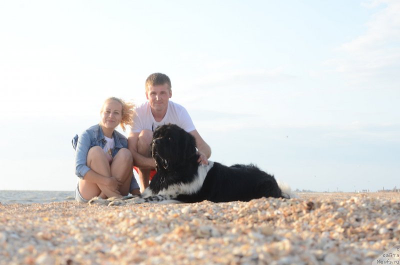 Фото: ньюфаундленд Энджелс Кипер Нибелунг (Angels Keeper Nibelung), Ольга Мартынова, Дмитрий Мартынов