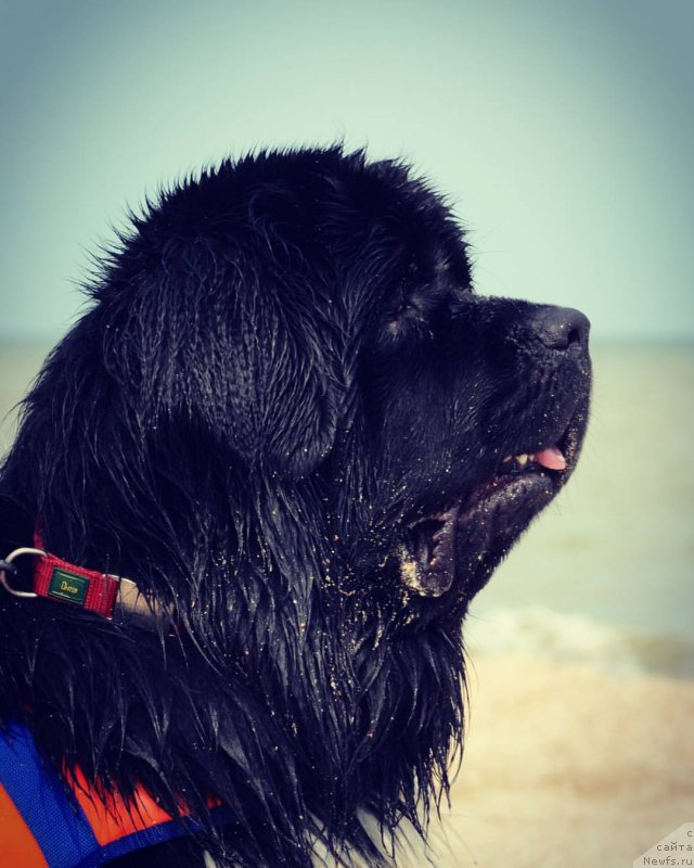 Фото: ньюфаундленд Энджелс Кипер Нибелунг (Angels Keeper Nibelung)