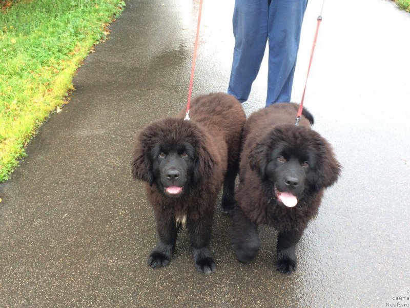 Фото: ньюфаундленд Терра Виктория Кей ту Май Харт (Terra Victoria Key to my Heart), ньюфаундленд Терра Виктория Кензо Фловер