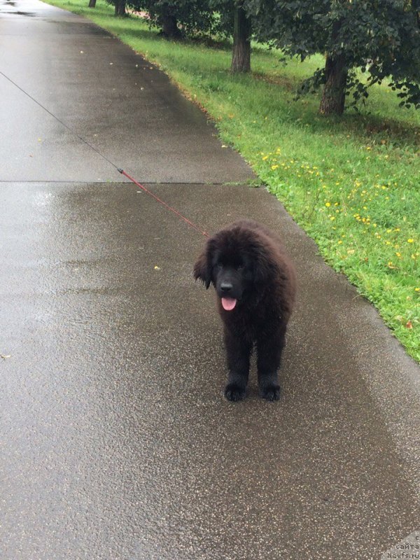 Фото: ньюфаундленд Терра Виктория Кензо Фловер