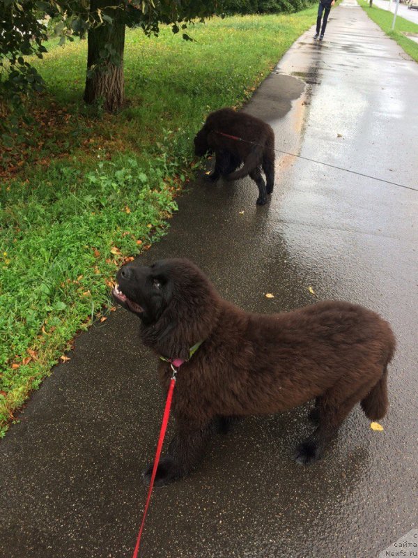 Фото: ньюфаундленд Терра Виктория Кей ту Май Харт (Terra Victoria Key to my Heart), ньюфаундленд Терра Виктория Кензо Фловер