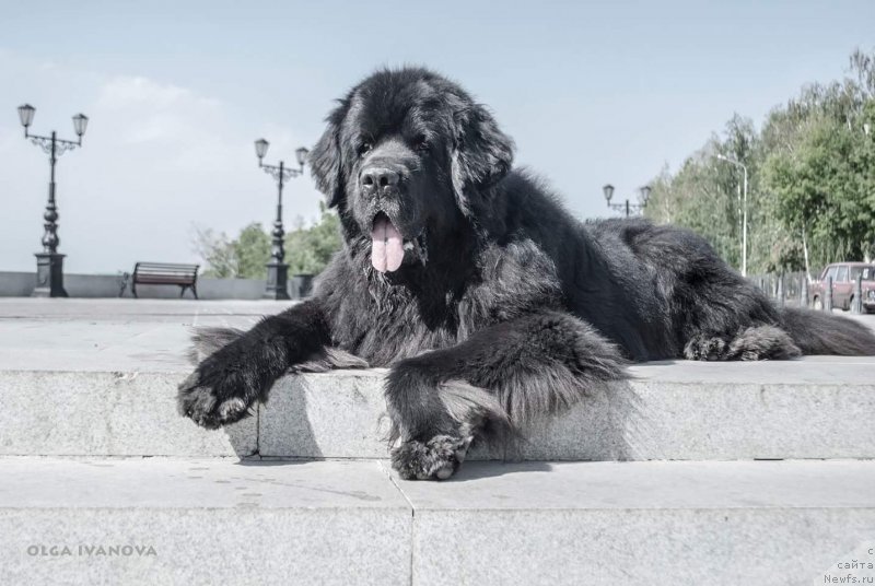 Фото: ньюфаундленд Кипер Соул Лайон Хэерт