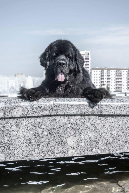 Фото: ньюфаундленд Кипер Соул Лайон Хэерт