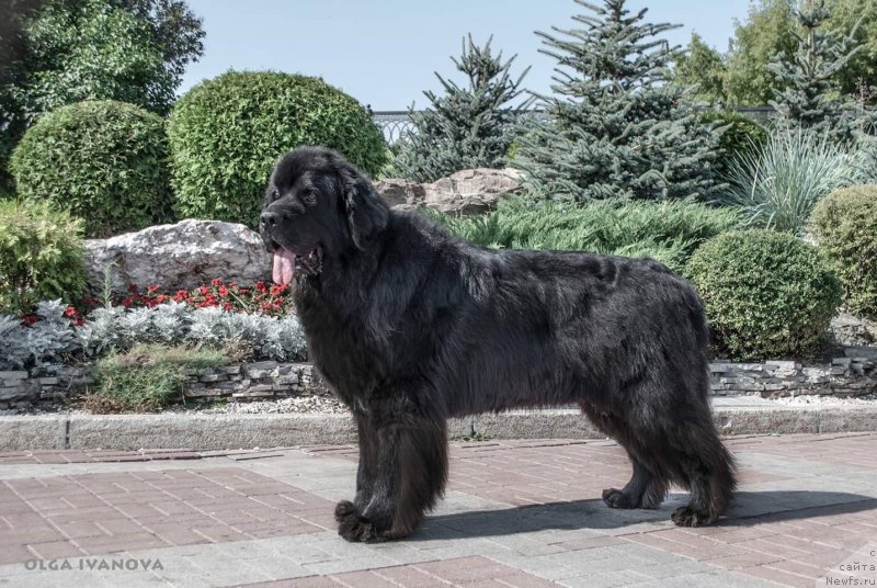 Фото: ньюфаундленд Кипер Соул Лайон Хэерт