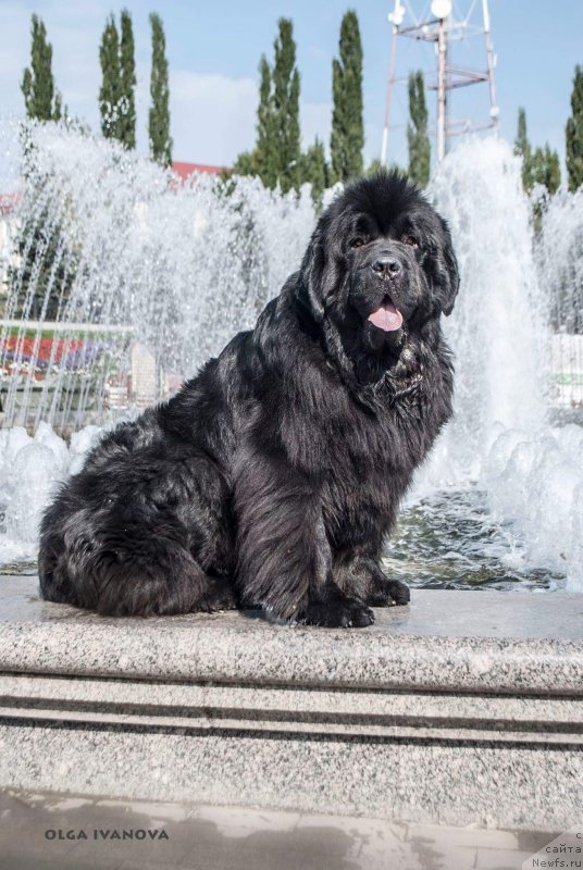 Фото: ньюфаундленд Юпитер Царь Богов от Сибирского Медведя (Yupiter Tsar Bogov ot Sibirskogo Medvedja)