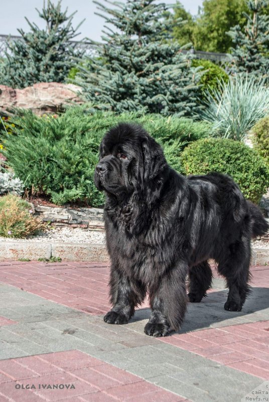 Фото: ньюфаундленд Юпитер Царь Богов от Сибирского Медведя (Yupiter Tsar Bogov ot Sibirskogo Medvedja)