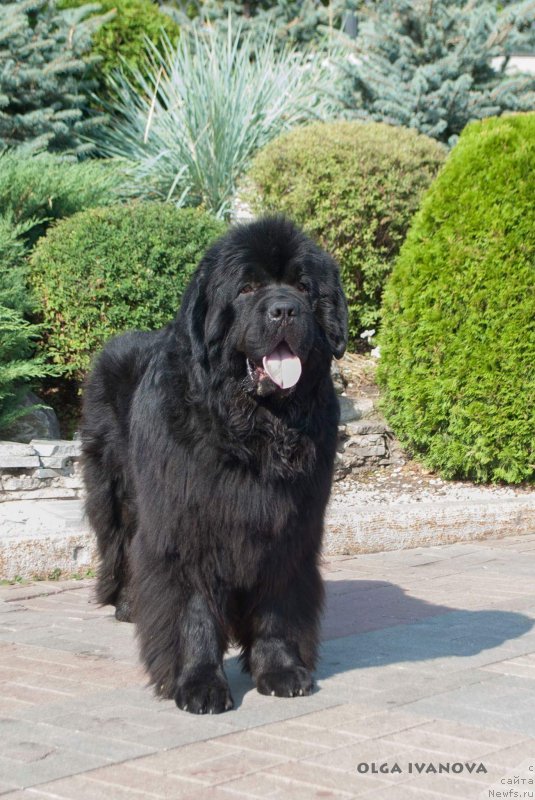 Фото: ньюфаундленд Юпитер Царь Богов от Сибирского Медведя (Yupiter Tsar Bogov ot Sibirskogo Medvedja)