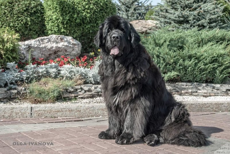 Фото: ньюфаундленд Акватория Келвин Фиона (Aquatoriya Kelvin Fiona)