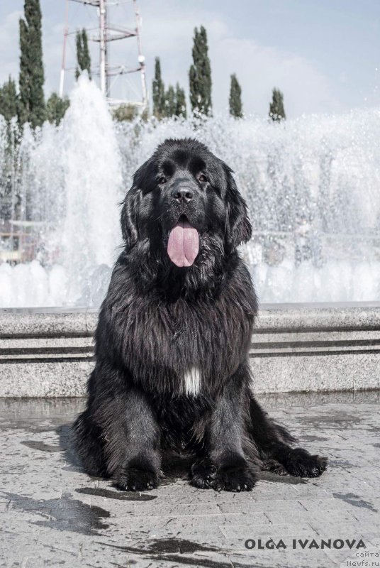 Фото: ньюфаундленд Акватория Келвин Исаак Ньютон (Aquatoriya Kelvin Isaak Newton)