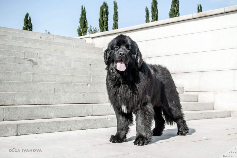 Фото: ньюфаундленд Акватория Келвин Исаак Ньютон (Aquatoriya Kelvin Isaak Newton)