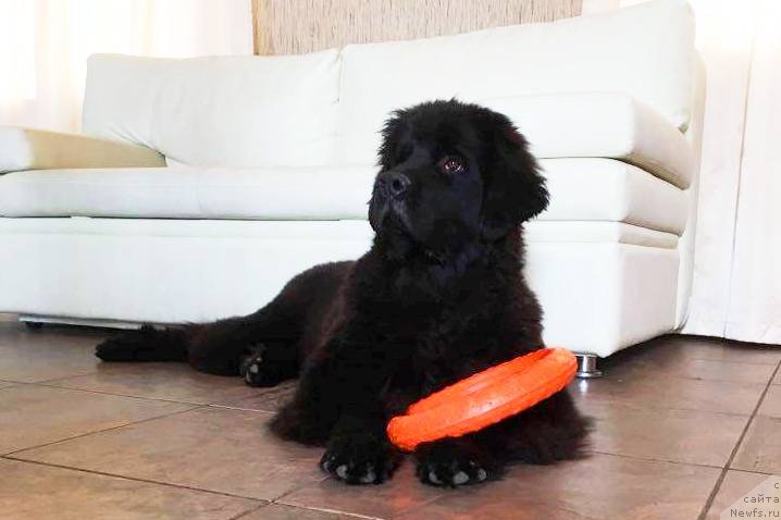 Фото: ньюфаундленд Черная Мафия Бреак Тхе Банк (Chernaya Mafia Break The Bank)